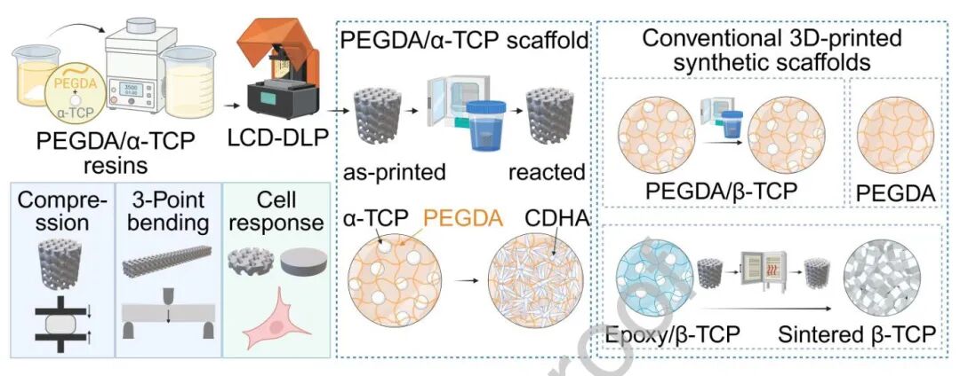 Рисунок 1. Реакционная DLP: смолу PEGDA/alpha-TCP печатают в виде гироидного костного каркаса; в воде alpha-TCP превращается в кальций-дефицитный гидроксиапатит CDHA, образующий взаимопроникающие сети.