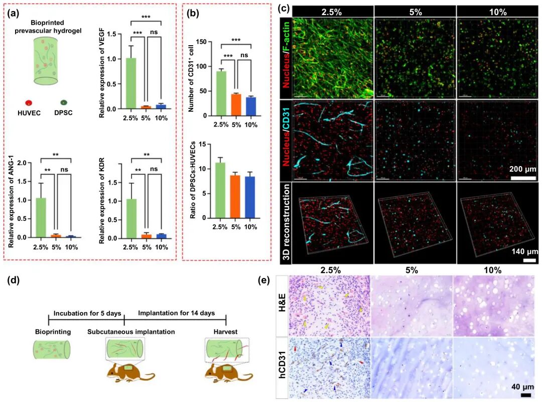 Рисунок 7. Испытания предваскуляризированной конструкции in vitro и in vivo.